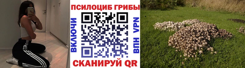 кракен онион  площадка наркотические препараты  Псилоцибиновые грибы Cubensis  купить наркотики цена  Гатчина 